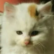 しょーた