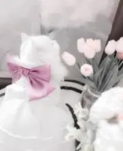 Yの画像