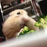 Rinaの画像