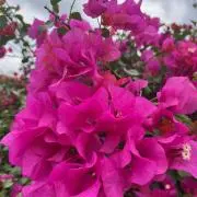 花の画像