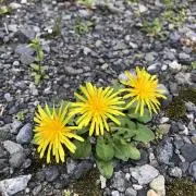 ぽぽの画像