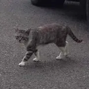 ひつじ