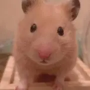 なはとば(プロフ参照)の画像