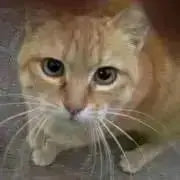 Cheekamaの画像