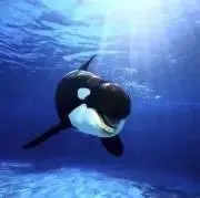 @anの画像