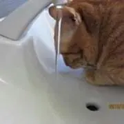 senchanの画像