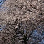 13の画像
