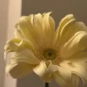 saの画像