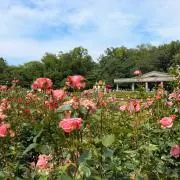 MKの画像