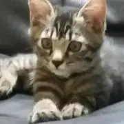 ももたろう