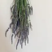 Momoの画像