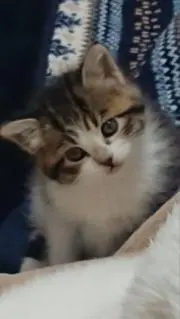 ブージーの画像