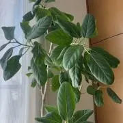 リラの画像