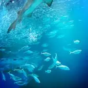 sandiiの画像