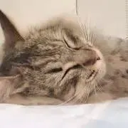 tsukimiの画像