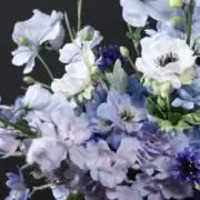 やのの画像