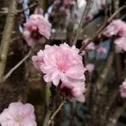 ひまわり★プロフ確認★お纏めお値引ありの画像