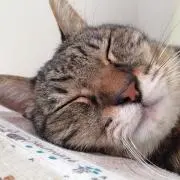 yamatetoの画像