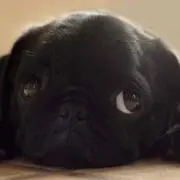tomo