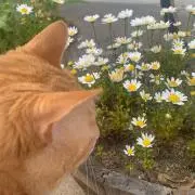 renの画像