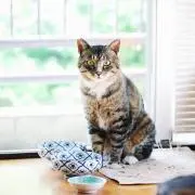 おまんじゅう