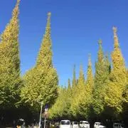 masaの画像