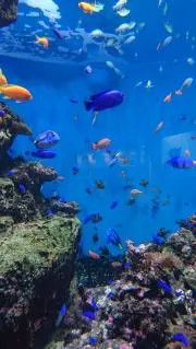 とんこの画像