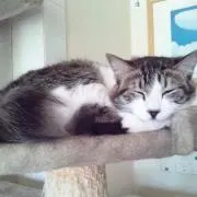 yama