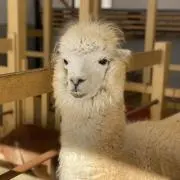 アルパカぱかぱか