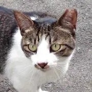 ともよ