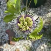 co