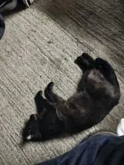 よるりりの画像
