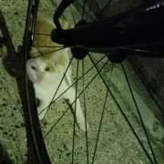 にんたま
