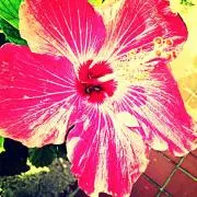 anmam