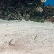 あやか