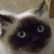 さはら