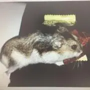 らきしす　値下げお断りの画像