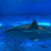 みおの画像