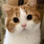 とまと