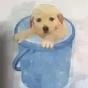 ポコの画像