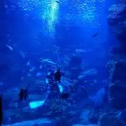 楓の画像