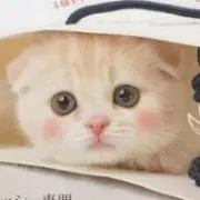 ティアラの画像