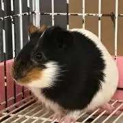 よまつ