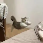る兄 るりちゃん お兄ちゃん アクリルスタンド HR 本領はなる 要領