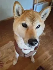 げっさの画像