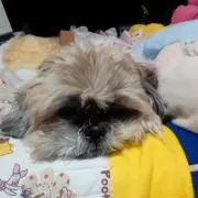 フリマの画像