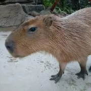 カピバラさんの画像