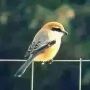 《プロフ必読》モズの画像