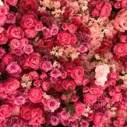 pinkの画像