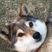 角砂糖